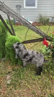 Dunkin , a male Poodle - Miniature  for sale in Rockford, IL – 5 of 9