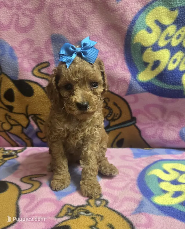 Tinker bell  – Miniature Goldendoodle puppy for sale in Rockford, IL