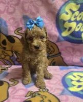 Tinker bell , a female Miniature Goldendoodle for sale in Rockford, IL – 1 of 9