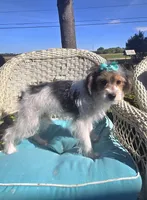 Sophie , a female Yorkipoo for sale in Rockford, IL – 4 of 9