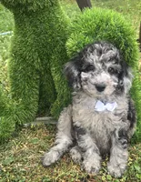 Marley Akc blue merle , a male Poodle - Miniature  for sale in Rockford, IL – 3 of 10