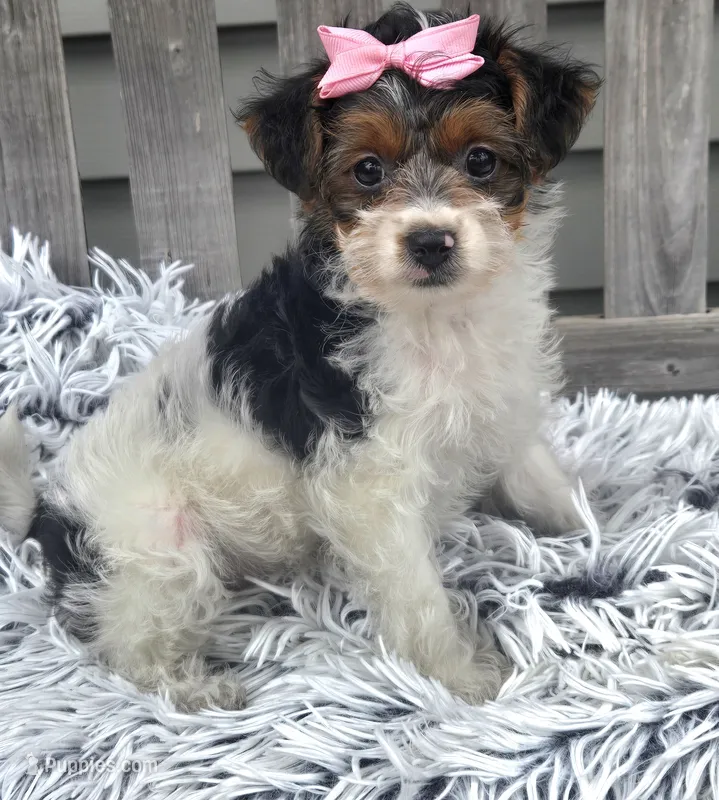 Sidney  – Yorkipoo puppy for sale in Rockford, IL