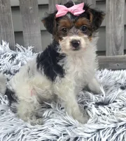 Sidney , a female Yorkipoo for sale in Rockford, IL – 1 of 8