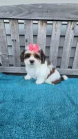 Ruby , a female Mal Shi for sale in Rockford, IL – 3 of 5