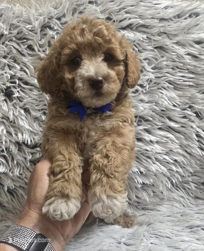 Bandit  – Cavapom puppy for sale in Rockford, IL