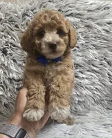 Bandit , a male Cavapoo for sale in Rockford, IL – 1 of 9