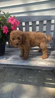 Ruby f1b mini, a female Miniature Goldendoodle for sale in Rockford, IL – 3 of 5