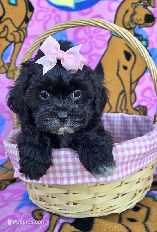 Petunia  – Shihpoo puppy for sale in Rockford, IL