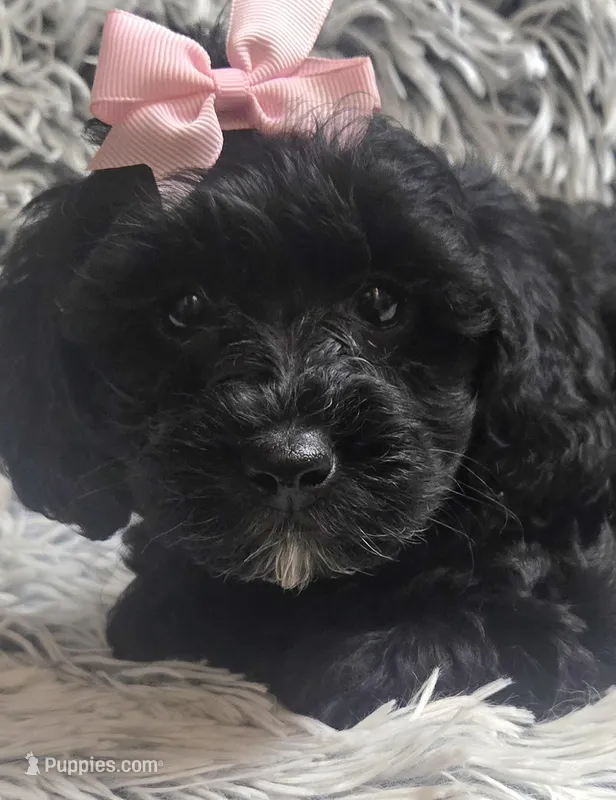 Molly f1b – Cavapom puppy for sale in Rockford, IL