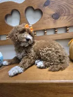 Pumpkin  f1b mini , a female Miniature Goldendoodle for sale in Rockford, IL – 3 of 8