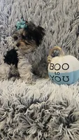 Poppy, a female Poodle - Toy  for sale in Rockford, IL – 4 of 8
