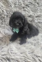 Max f1b, a male Cavapoo for sale in Rockford, IL – 6 of 10