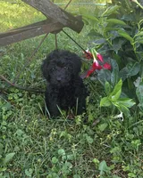 Sidney  Akc , a male Poodle - Toy  for sale in Rockford, IL – 2 of 7