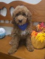 Teddy Bear , a male Poodle - Miniature  and Miniature Goldendoodle for sale in Rockford, IL – 7 of 10