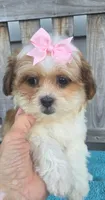 Lily, a female Mal Shi for sale in Rockford, IL – 5 of 8