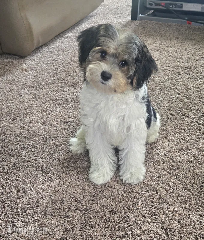 Poppy – Yorkipoo puppy for sale in Rockford, IL