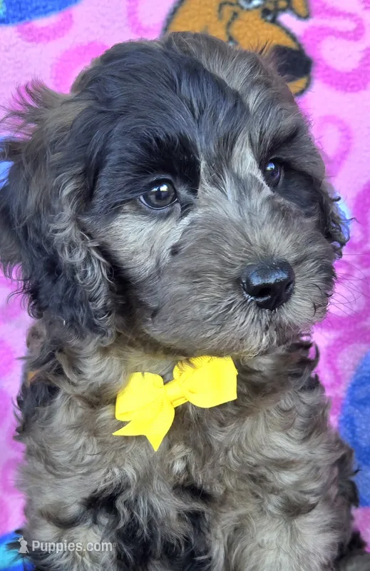 Rocky – Miniature Goldendoodle puppy for sale in Rockford, IL