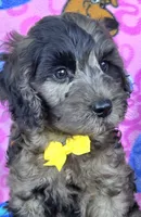 Rocky, a male Miniature Goldendoodle for sale in Rockford, IL – 1 of 10