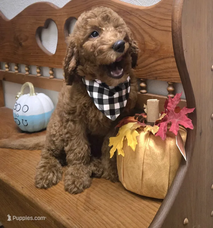 Clifford f1b mini – Miniature Goldendoodle puppy for sale in Rockford, IL