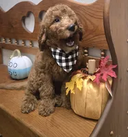 Clifford f1b mini, a male Miniature Goldendoodle for sale in Rockford, IL – 1 of 9