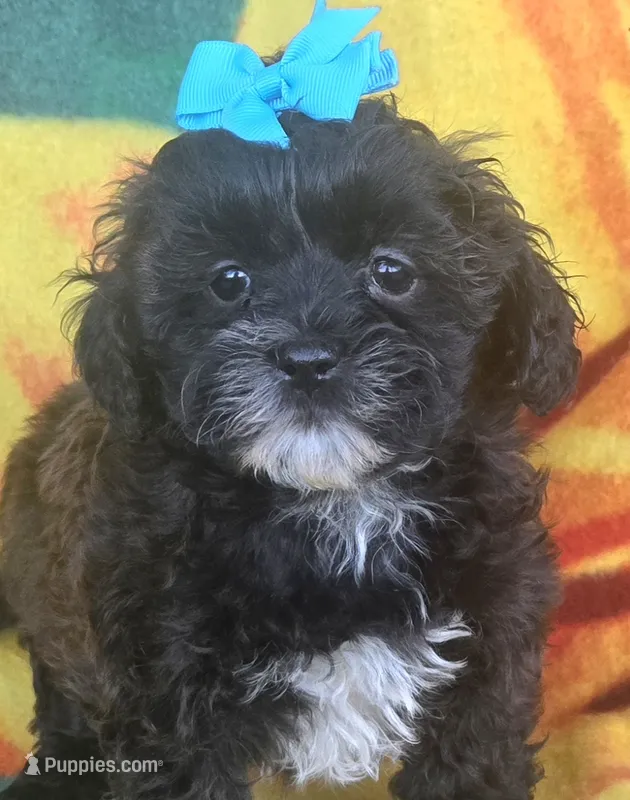 Shadow  – Shihpoo puppy for sale in Rockford, IL