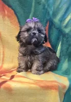 Violet imperial, a female Shih Tzu for sale in Rockford, IL – Photo 10 of 10