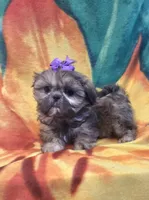 Violet imperial, a female Shih Tzu for sale in Rockford, IL – Photo 5 of 10