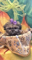 Violet imperial, a female Shih Tzu for sale in Rockford, IL – Photo 9 of 10