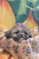 Violet imperial, a female Shih Tzu for sale in Rockford, IL – Photo 7 of 10