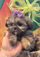 Violet imperial, a female Shih Tzu for sale in Rockford, IL – Photo 4 of 10