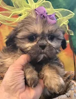 Violet imperial, a female Shih Tzu for sale in Rockford, IL – Photo 8 of 10