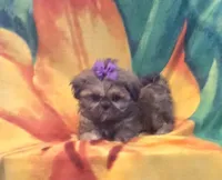 Violet imperial, a female Shih Tzu for sale in Rockford, IL – Photo 6 of 10