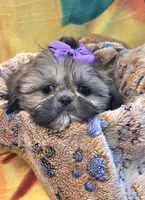 Violet imperial, a female Shih Tzu for sale in Rockford, IL – Photo 3 of 10