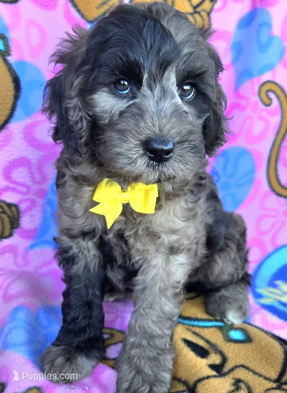 Rocky – Miniature Goldendoodle puppy for sale in Rockford, IL