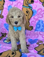 Tanner  mini , a male Miniature Goldendoodle for sale in Rockford, IL – 4 of 7
