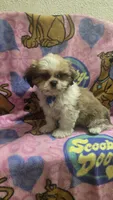 Milo, a male Shih Tzu for sale in Rockford, IL – 7 of 10