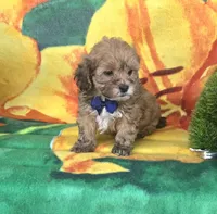 Payton, a male Shihpoo for sale in Rockford, IL – 5 of 9