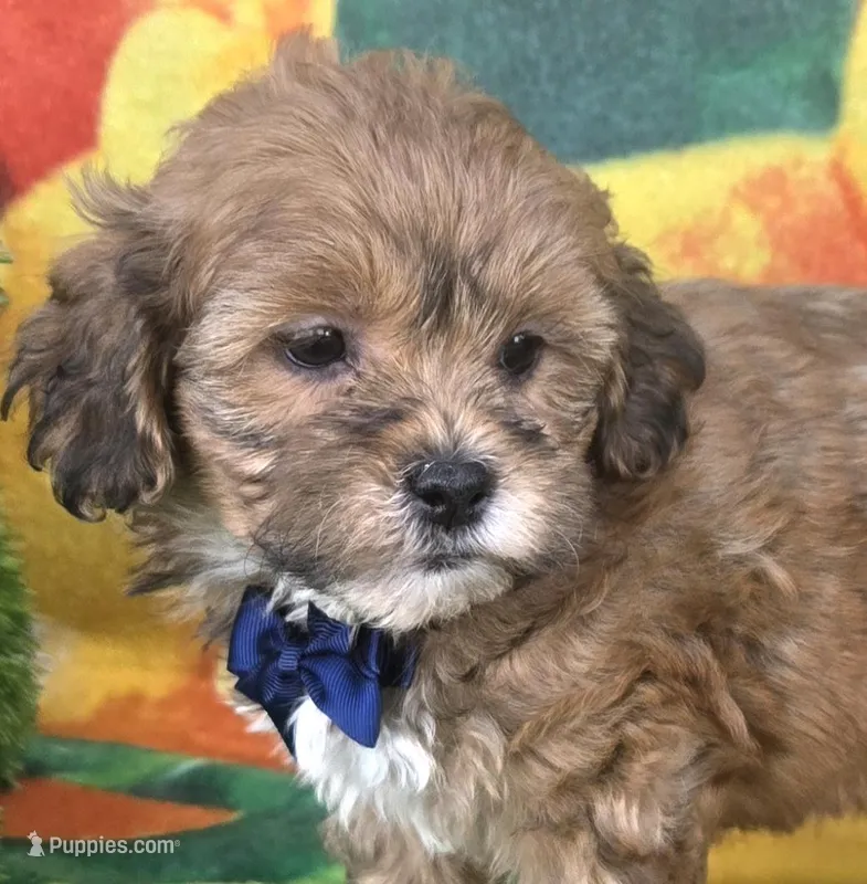Payton – Shihpoo puppy for sale in Rockford, IL