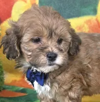 Payton, a male Shihpoo for sale in Rockford, IL – 1 of 9