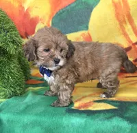 Payton, a male Shihpoo for sale in Rockford, IL – 7 of 9