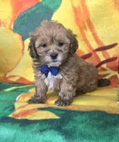 Payton, a male Shihpoo for sale in Rockford, IL – 4 of 9