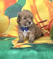 Payton, a male Shihpoo for sale in Rockford, IL – 6 of 9