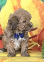 Payton, a male Shihpoo for sale in Rockford, IL – 3 of 9