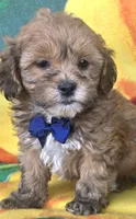 Payton, a male Shihpoo for sale in Rockford, IL – 2 of 9