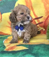 Payton, a male Shihpoo for sale in Rockford, IL – 9 of 9