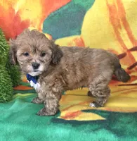 Payton, a male Shihpoo for sale in Rockford, IL – 8 of 9