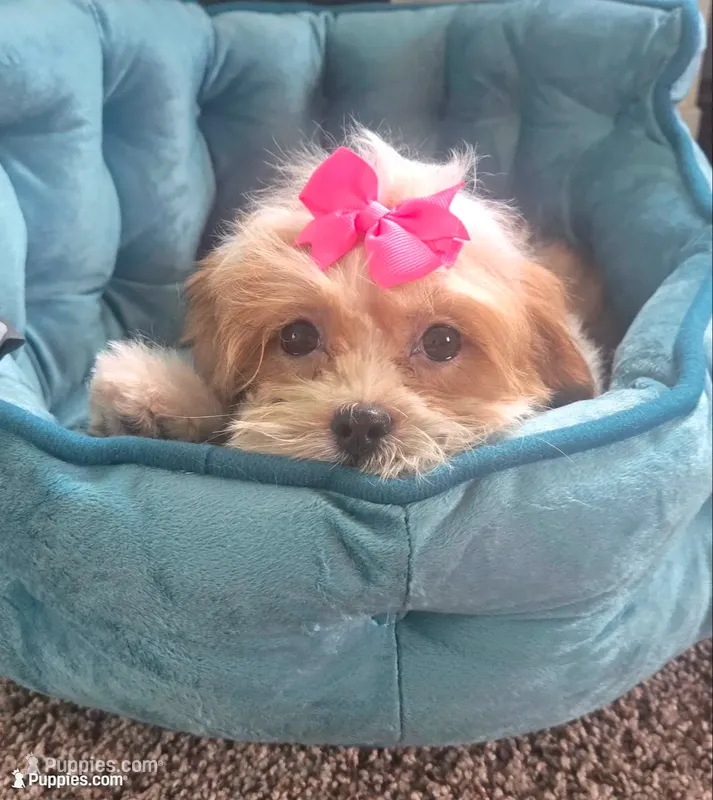 Tinker bell  – Mal Shi puppy for sale in Rockford, IL