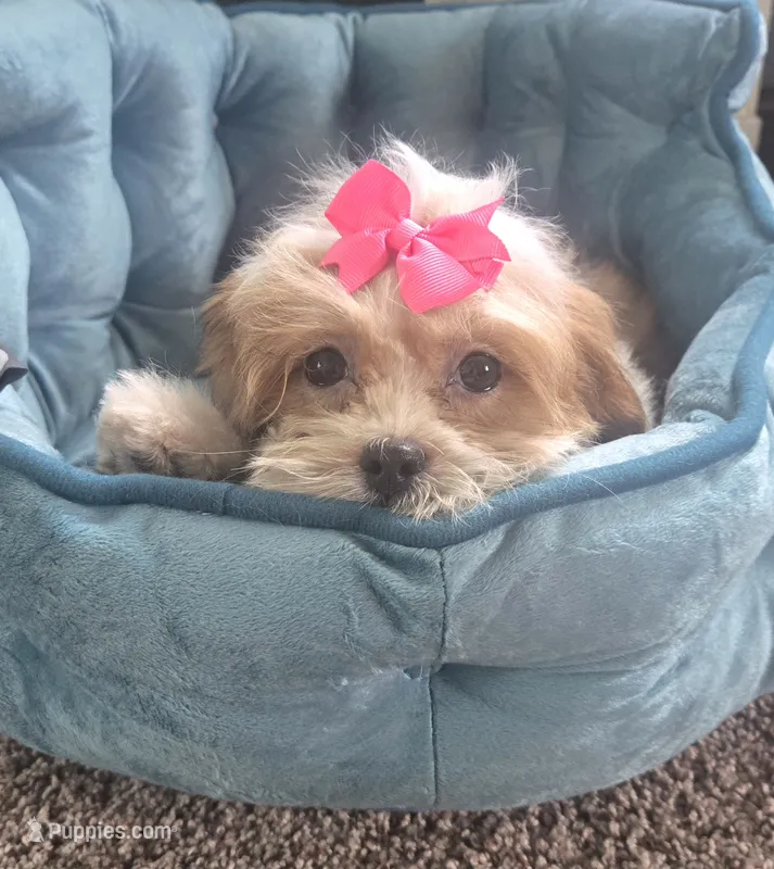 Tinker bell  – Mal Shi puppy for sale in Rockford, IL