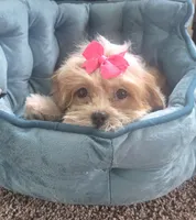 Tinker bell , a female Mal Shi for sale in Rockford, IL – 1 of 8