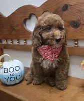 Christian f1b mini, a male Miniature Goldendoodle for sale in Rockford, IL – 6 of 10